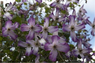 Clematis 'Minuet' (2340_0.jpg)