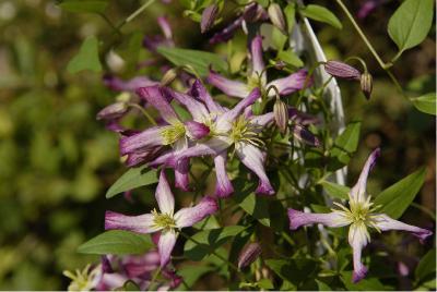 Clematis 'Triternata Rubromarginata' (2355_0.jpg)