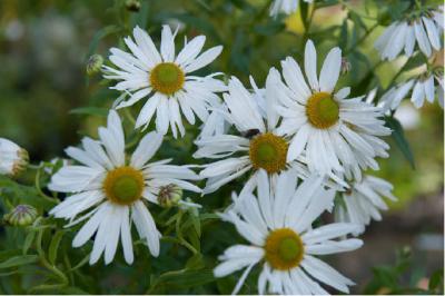 Leucanthemella serotina (235_0.jpg)