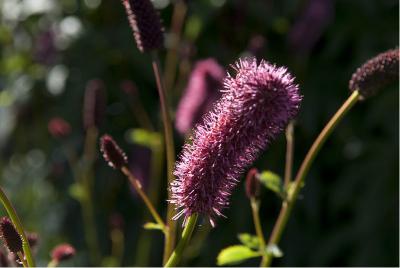 Sanguisorba menziesii (2365_0.jpg)