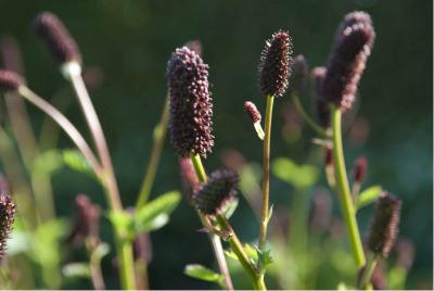 Sanguisorba menziesii (2365_1.jpg)