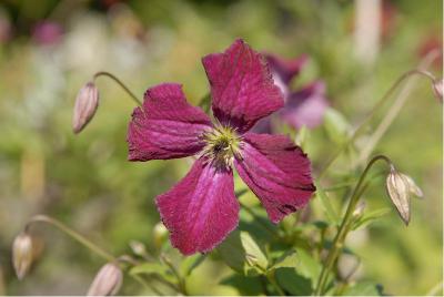 Clematis 'Rubra' (2400_0.jpg)