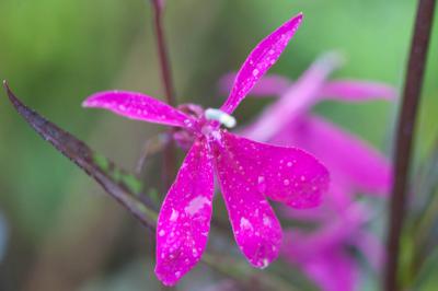 Lobelia 'Russian Princess' (2406_1.jpg)