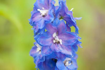 Delphinium 'Jubelruf' (2487_0.jpg)