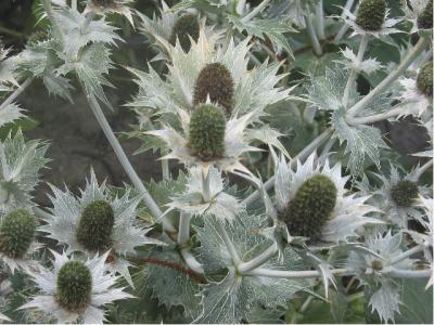 Eryngium giganteum 'Miss Wilmott's Ghost' (2491_0.jpg)