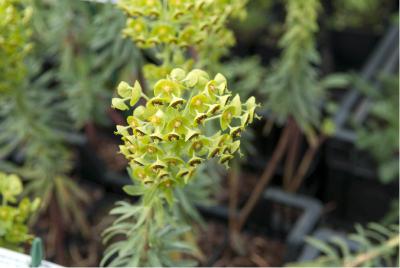 Euphorbia characias 'Blue Wonder' (2494_0.jpg)