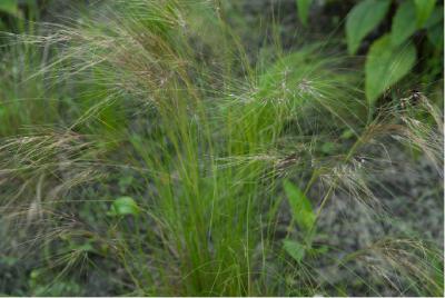 Stipa tenuifolia (2540_0.jpg)