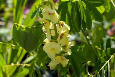 Verbascum 'Cotswold Queen' (2543_0.jpg)