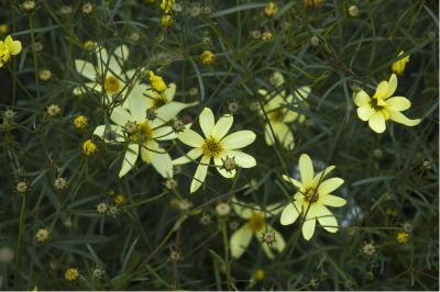 Coreopsis verticillata 'Moonbeam' (254_0.jpg)