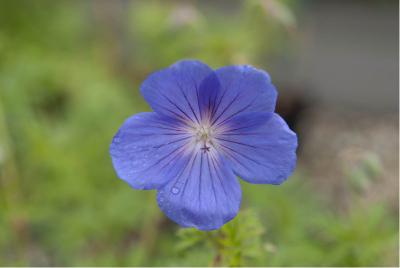 Geranium 'Orion' (2579_1.jpg)