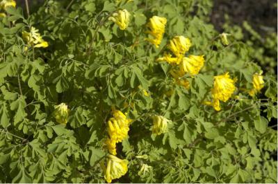 Corydalis lutea (257_0.jpg)