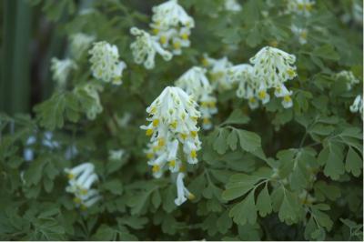 Corydalis ochroleuca (258_0.jpg)