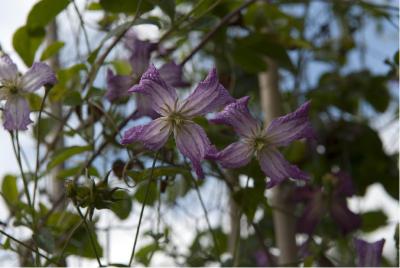 Clematis 'Cicciolina' (2605_0.jpg)