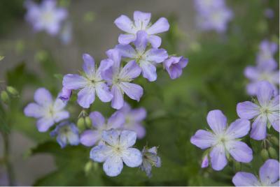 Geranium maculatum 'Shameface' (2608_0.jpg)