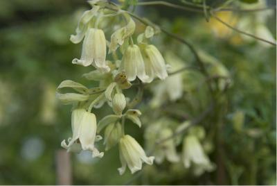 Clematis rehderiana (2619_1.jpg)