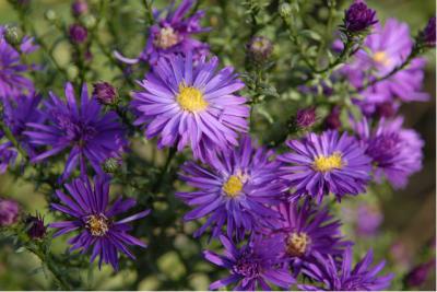 Aster novi-angliae 'Purple Dome' (2626_0.jpg)