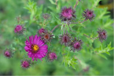 Aster novae-angliae 'Septemberrubin' (2679_0.jpg)