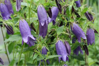 Campanula 'Sarastro' (2683_0.jpg)