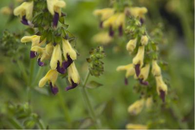 Salvia bulleyana (2733_0.jpg)