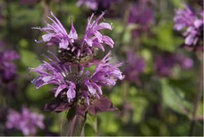 Monarda 'Mohawk' (2755_0.jpg)