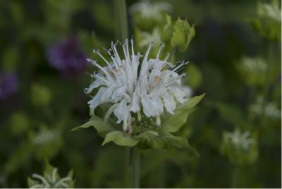 Monarda 'Schneewittchen' (2756_0.jpg)