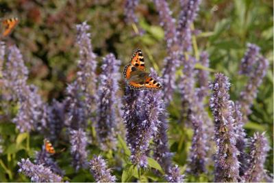 Agastache 'Blue Fortune' (2766_0.jpg)