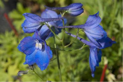 Delphinium 'Piccolo' (276_0.jpg)