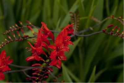 Crocosmia 'Lucifer' (2801_0.jpg)