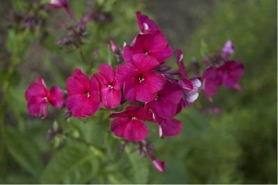 Phlox 'Septemberglut' (2829_0.jpg)