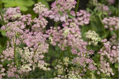 Pimpinella major 'Rosea' (2834_0.jpg)