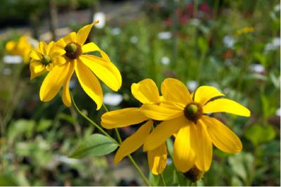 Rudbeckia nitida 'Herbstsonne' (2837_0.jpg)