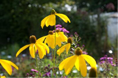 Rudbeckia nitida 'Herbstsonne' (2837_1.jpg)