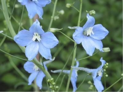 Delphinium 'Gletscherwasser' (283_0.jpg)