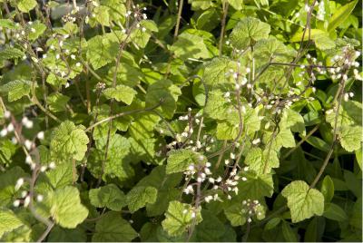 Tiarella polyphylla 'Filigran' (2845_0.jpg)