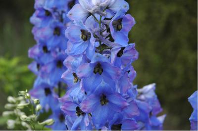 Delphinium 'Ouvertüre' (285_0.jpg)