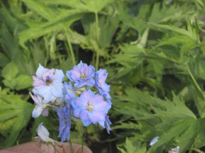 Delphinium 'Schönbuch' (286_0.jpg)