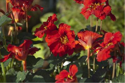 Tropaeolum majus 'Red Wonder' (2890_1.jpg)