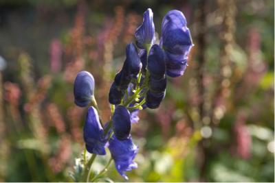 Aconitum carmichaelii 'Arendsii' (28_0.jpg)