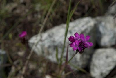 Dianthus carthusianorum (290_0.jpg)