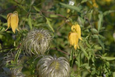 Clematis tangutica (2912_0.jpg)