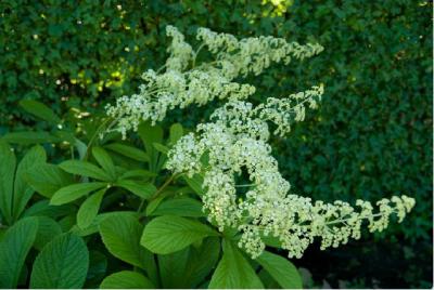 Rodgersia pinnata 'La Blanche' (2918_0.jpg)