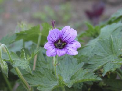 Geranium 'Sue Crûg' (3003_0.jpg)