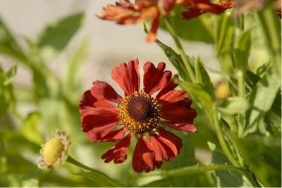 Helenium 'Dunkle Pracht' (3008_0.jpg)