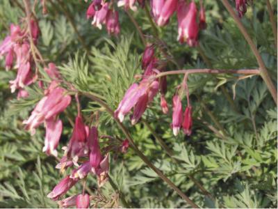 Dicentra 'Stuart Boothman' (300_0.jpg)