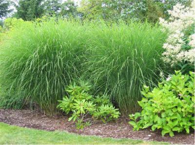 Miscanthus sinensis 'Gracillimus' (3010_0.jpg)