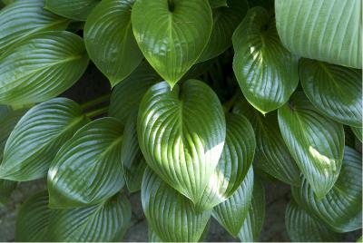 Hosta 'Devon Green' (3014_0.jpg)