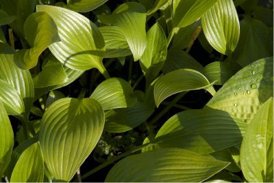 Hosta clausa var. normalis (3020_0.jpg)