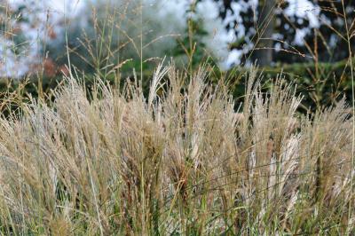 Miscanthus sinensis 'Yaku Jima' (3031_0.jpg)