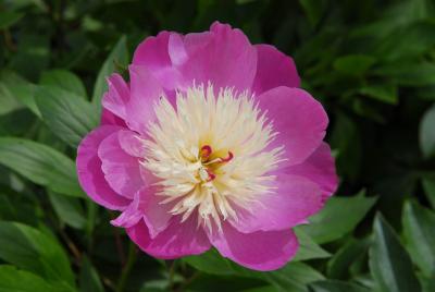 Paeonia 'Bowl of Beauty' (3038_0.jpg)