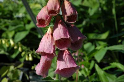 Digitalis 'Mertonensis' (313_0.jpg)